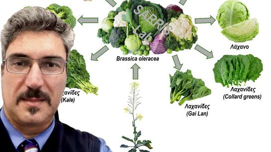 Ο χαμένος πρόγονος των σύγχρονων λαχανικών είναι… Κρητικός! Τι λέει στο Cretalive ο Δρ. Παναγιώτης Σαρρής