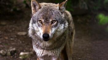 Τρόμος για οικογένεια στην Πάρνηθα – Τους επιτέθηκε λύκος και κατασπάραξε το σκυλί τους