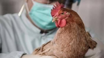Γκίκας Μαγιορκίνης: Η γρίπη των πτηνών μπορεί να προκαλέσει την επόμενη πανδημία