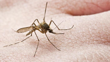 Πρόγραμμα ψεκασμών για την καταπολέμηση των κουνουπιών στην ΠΕ. Ρεθύμνης