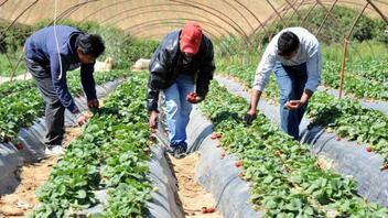 Κυρώθηκε από την Βουλή η συμφωνία για την απασχόληση εργατών γης από την Αίγυπτο 