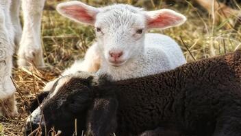 Κτηνοτροφία: Εμβολιασμοί και αποπαρασιτισμοί αιγοπροβάτων