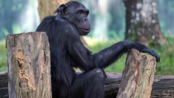  Αττικό Ζωολογικό Πάρκο: Τα δυο πορίσματα του ΥΠΕΝ για το περιστατικό με τον χιμπατζή