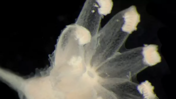 Εντυπωσιακές φωτογραφίες από νέα είδη που ανακαλύφθηκαν στον βυθό των ωκεανών