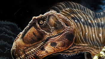 Meraxes: Ανακαλύφθηκε νέος γιγάντιος δεινόσαυρος