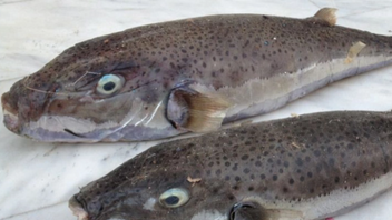 Ψαράδες ζητούν την «επικήρυξη» των λαγοκέφαλων στην Κάλυμνο