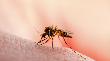 Μέτρα προστασίας από κουνούπια και το εβδομαδιαίο πρόγραμμα ψεκασμών στο Ρέθυμνο