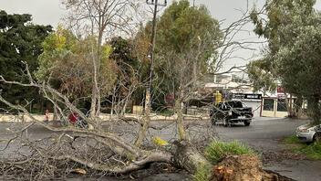 Οι άνεμοι ξερίζωσαν δέντρο στο πάρκινγκ στην Κνωσό