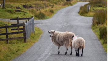Τροχαίο, όταν τα πρόβατα ... πετάχτηκαν στο δρόμο!