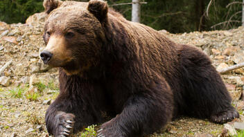 Μαμά αρκούδα με τα αρκουδάκια της ψάχνουν φαγητό στους κάδους!