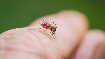 Ρέθυμνο: Πρόγραμμα ψεκασμών για την καταπολέμηση των κουνουπιών