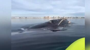 Ζευγάρι έκανε sup δίπλα σε φάλαινα – Δείτε βίντεο