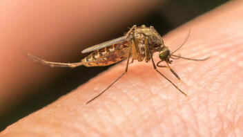 Προσοχή στα κουνούπια συστήνει ο ΕΟΔΥ - Ψεκασμοί στο Ρέθυμνο