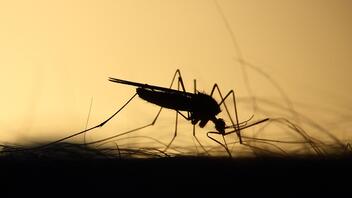 Τα λάθη που προσελκύουν τα κουνούπια στην αυλή σας