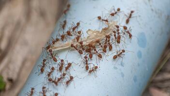 Ο "πονοκέφαλος" των κουνουπιών και ο "κλοιός" των μυρμηγκιών