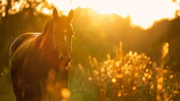 Παράτησε δεμένο στον ήλιο το άλογο του - «Δικό μου είναι ό,τι θέλω το κάνω»
