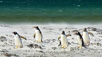 Σχεδόν δυο χιλιάδες πιγκουίνοι νεκροί στην Ουρουγουάη 