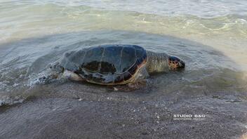 Μεγάλη θαλάσσια χελώνα ξεβράστηκε νεκρή στην παραλία Καραθώνας 