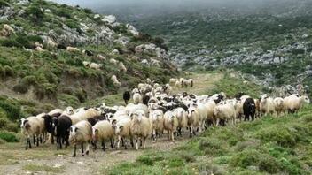 Λαλούσαν τα κλεμμένα πρόβατα μέσα από τα χωράφια