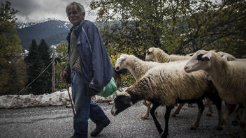 Στους δρόμους οι κτηνοτρόφοι της Κρήτης για τις πετσοκομμένες επιδοτήσεις