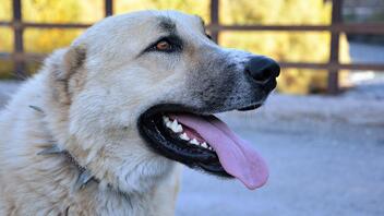 Τρεις φονικές επιθέσεις σκύλων που συγκλόνισαν την Ελλάδα τα τελευταία χρόνια 