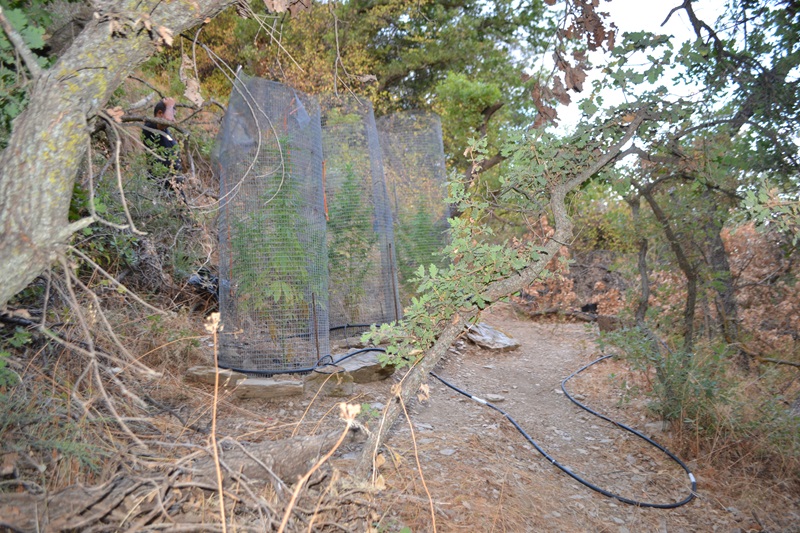 Συνελήφθη χασισοκαλλιεργητής με... παρελθόν