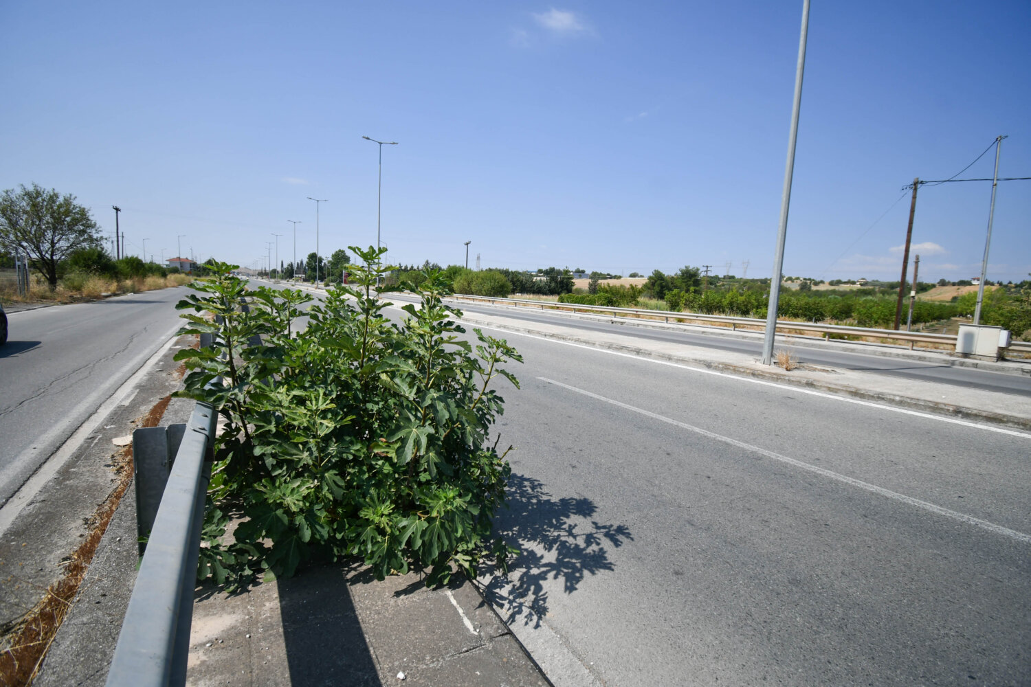 ΟΙ ΣΧΑΡΕΣ ΚΑΛΥΠΤΟΝΤΑΙ ΑΠΟ ΠΥΚΝΗ ΒΛΑΣΤΗΣΗ