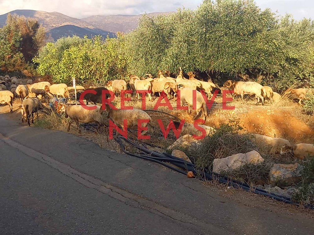 παράνομη βόσκηση