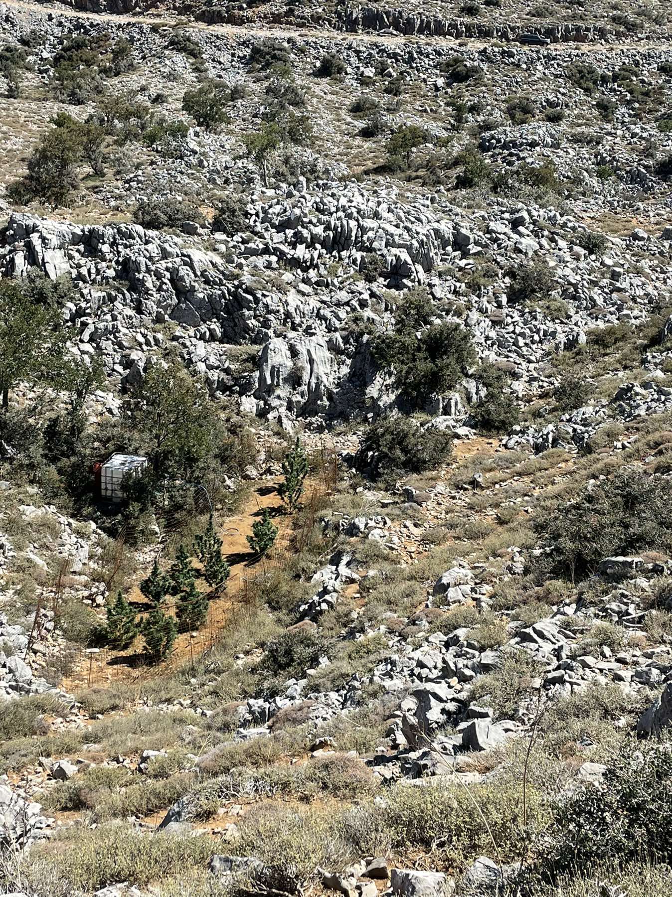 Φυτεία Κάνναβης