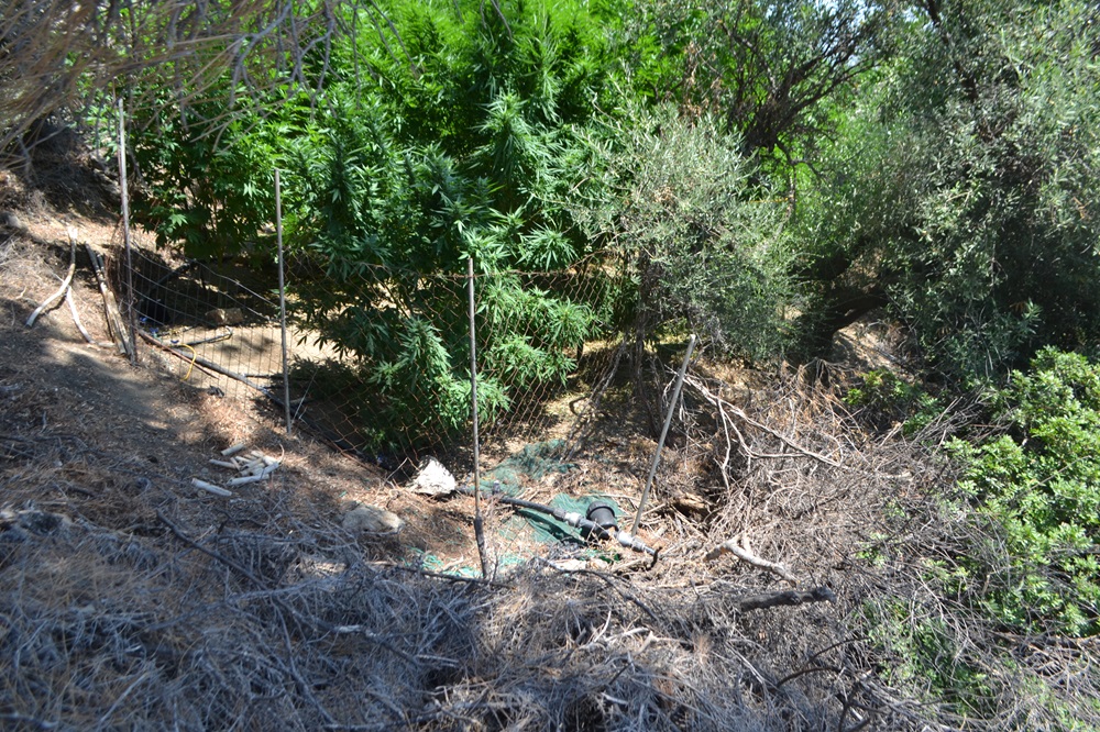 φυτείες κάνναβης