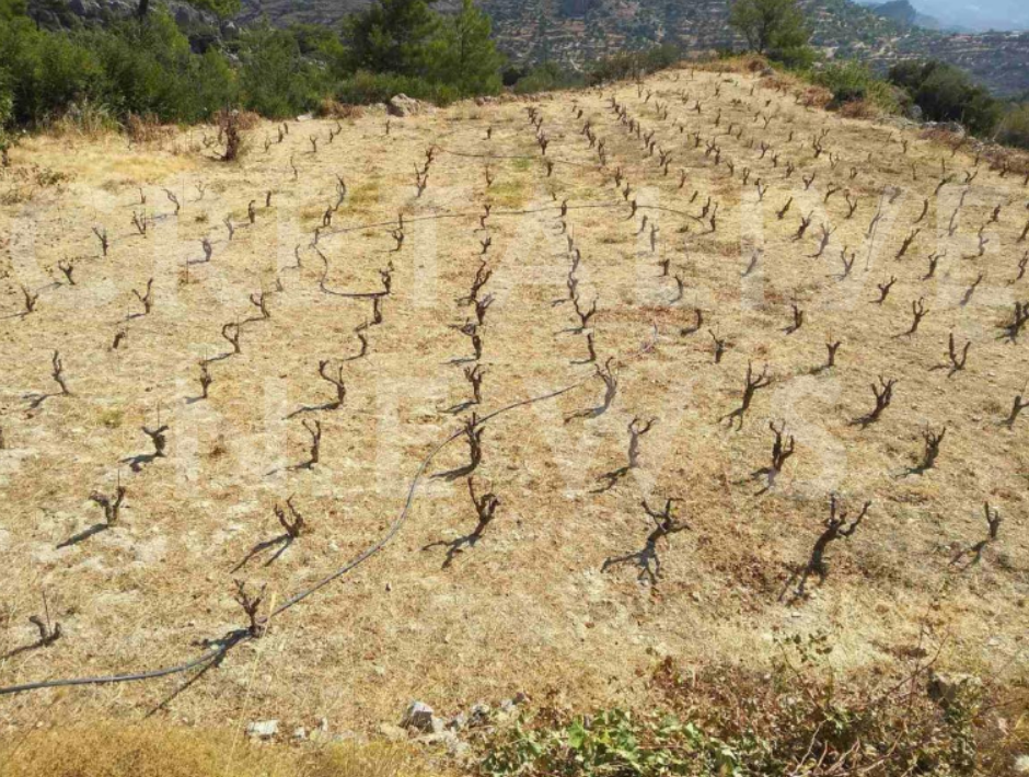 καταστροφή αμπελώνας