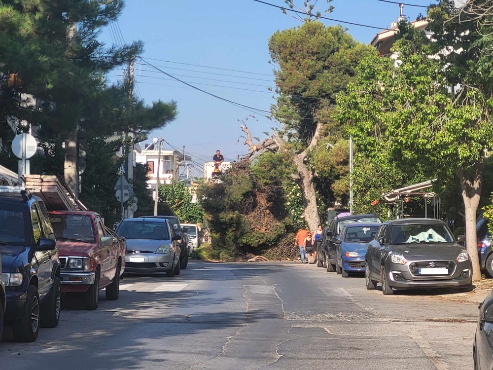 Μασταμπάς δέντρο