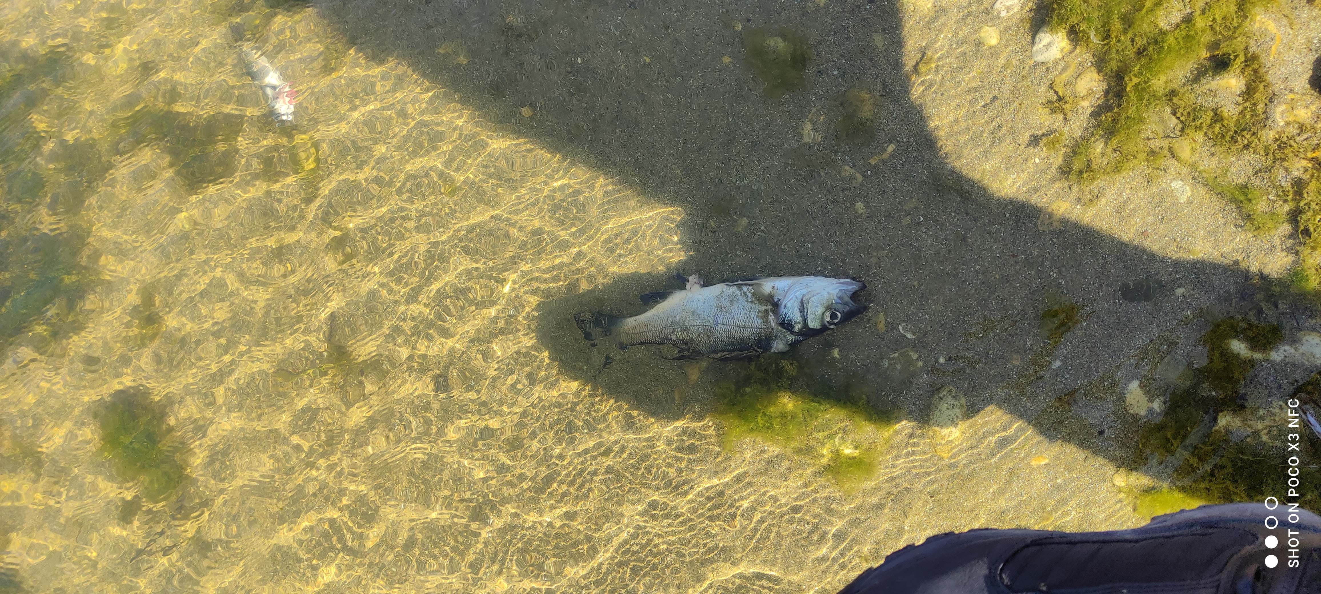 νεκρά ψάρια Καρτερός