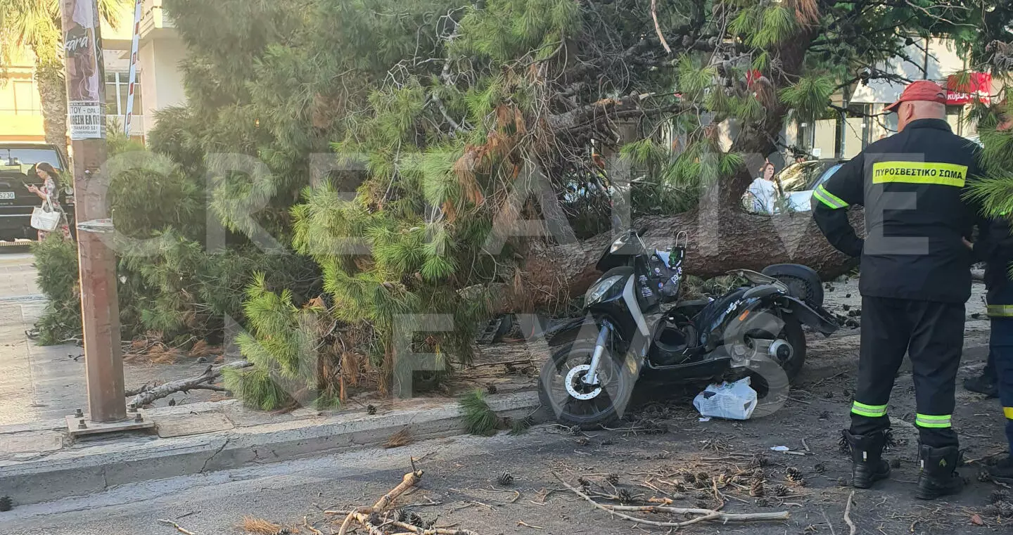 Δέντρο Πεύκο Δημοκρατίας