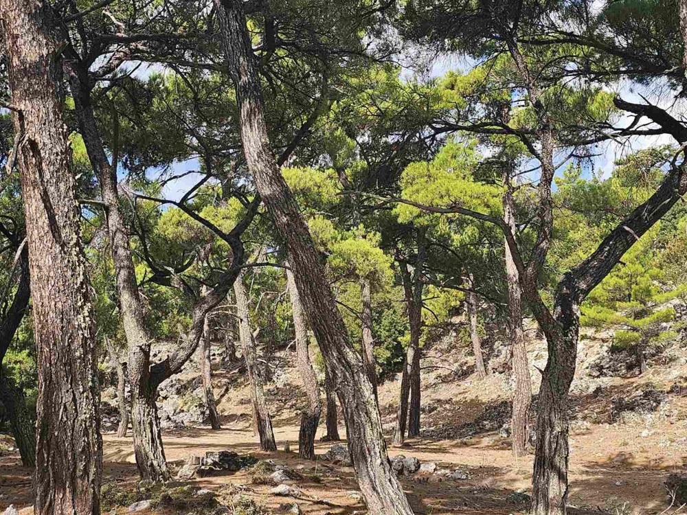 Ορειβατικός Σύλλογος Αγίου Νικολάου