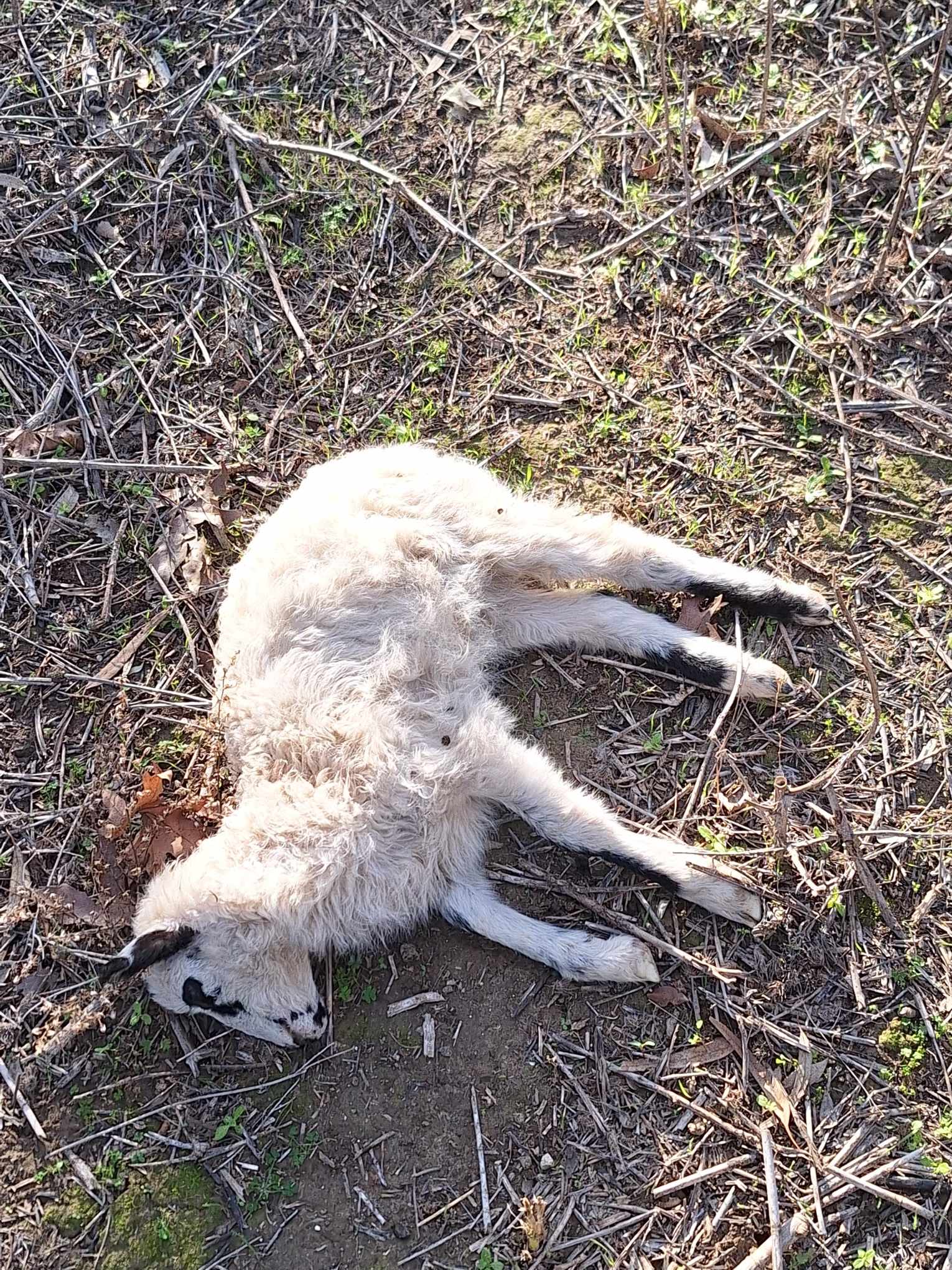 Σκύλοι κατασπάραξαν κοπάδι προβάτων