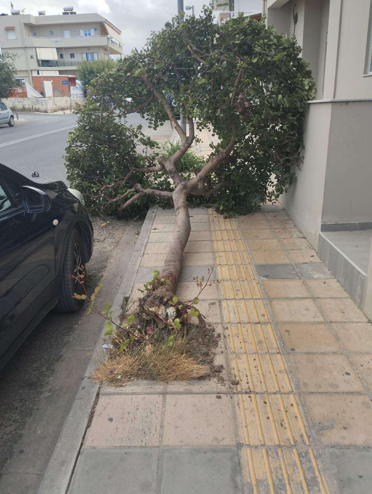 Νέα πτώση δέντρου στο Ηράκλειο