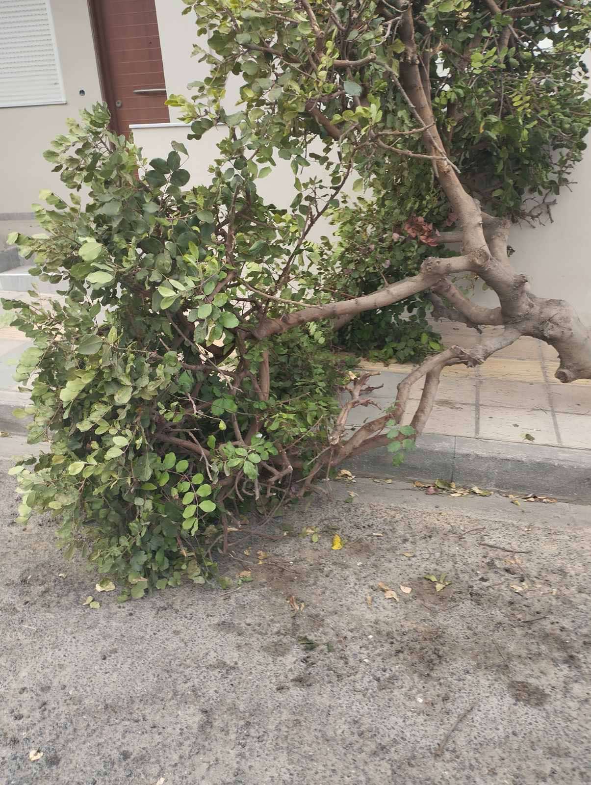 Νέα πτώση δέντρου στο Ηράκλειο