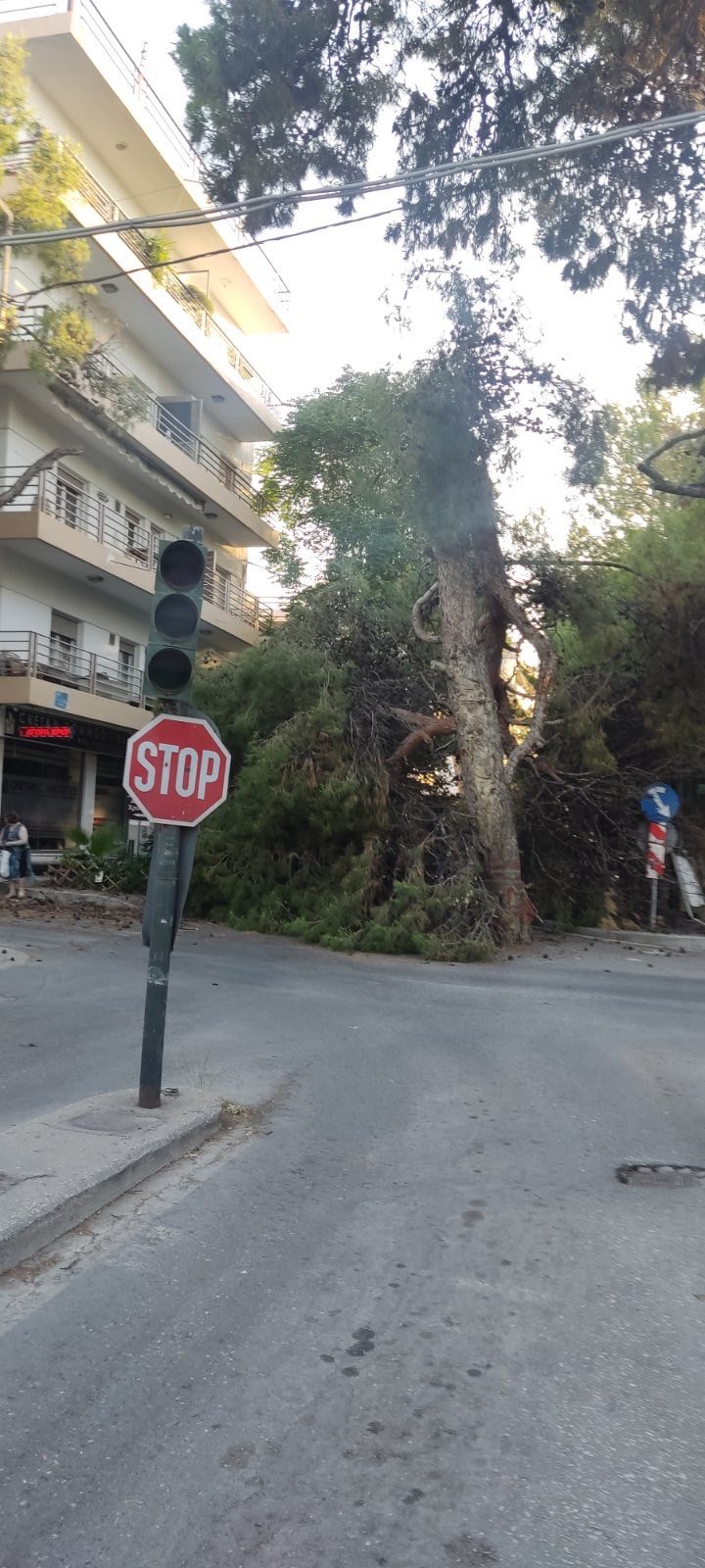 σμπώκου δέντρο Ηράκλειο