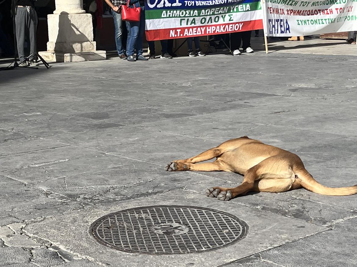 Σκύλος Πλατεία Ελευθερίας, συλλαλητήριο