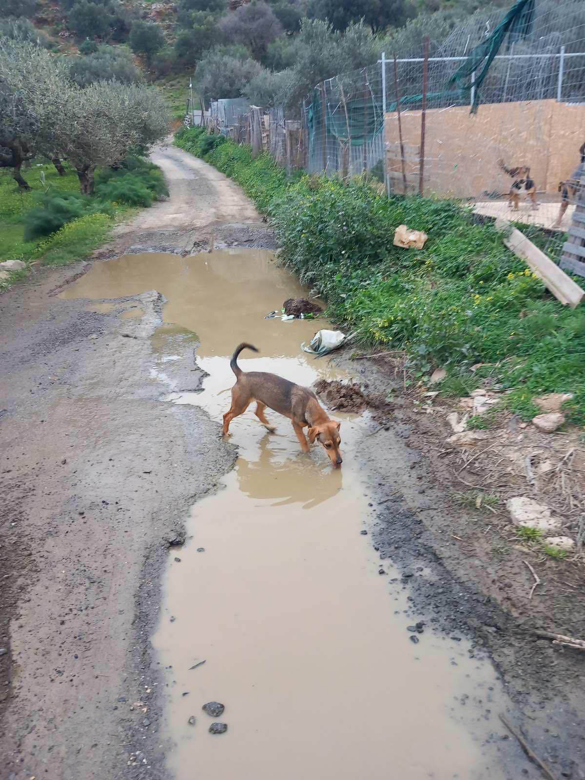 Χερσόνησος αδέσποτα σκυλιά