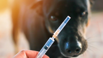Η Ελβετία ψηφίζει αν θα γίνει η πρώτη χώρα που θα απαγορεύσει ιατρικές δοκιμές σε ζώα 