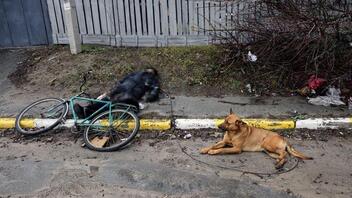 Ουκρανία: Συγκινεί το πιστό σκυλί που παραμένει δίπλα στο νεκρό αφεντικό του