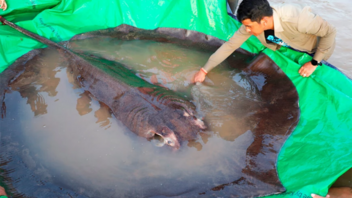 Σαλάχι 300 κιλών πιάστηκε στην Καμπότζη