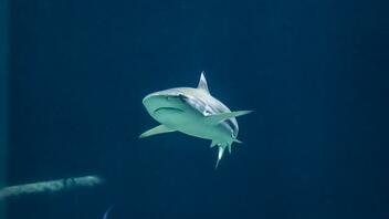 Δύο γυναίκες σκοτώθηκαν από καρχαρία στην Ερυθρά Θάλασσα