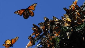 Ένα δάσος γεμάτο πεταλούδες στις Άλπεις!