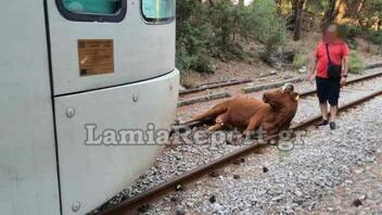 Τρένο χτύπησε αγελάδα και εκτροχιάστηκε