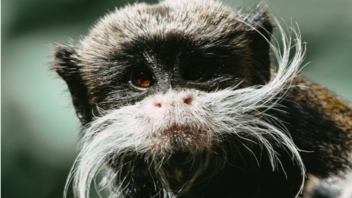 Αγνοούνται 2 σπάνιοι πίθηκοι από τον ζωολογικό κήπο του Ντάλας