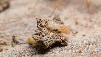 Γιγάντιοι τερμίτες στην Αυστραλία τρώνε μέχρι και άσφαλτο 