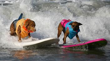 Καλιφόρνια: Σκύλοι σέρφερς «δαμάζουν τα κύματα» 